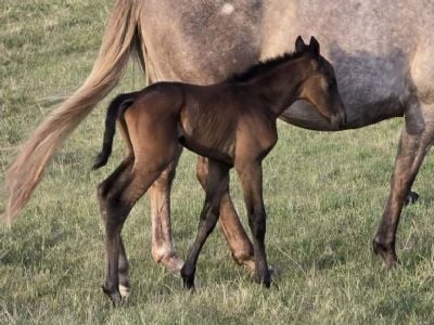 Top Gun Viper JW<BR>AQHA PENDING